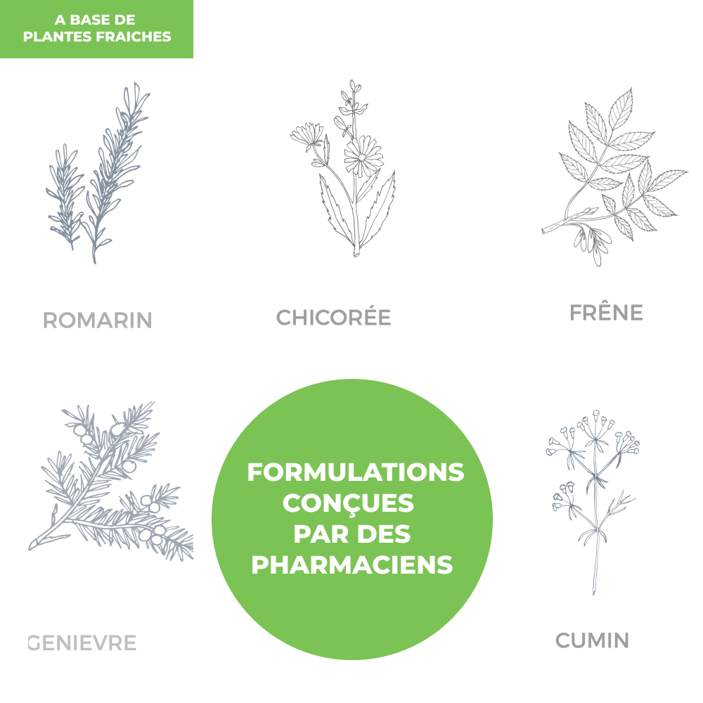 Tisane - Transit - Officine Immortelle