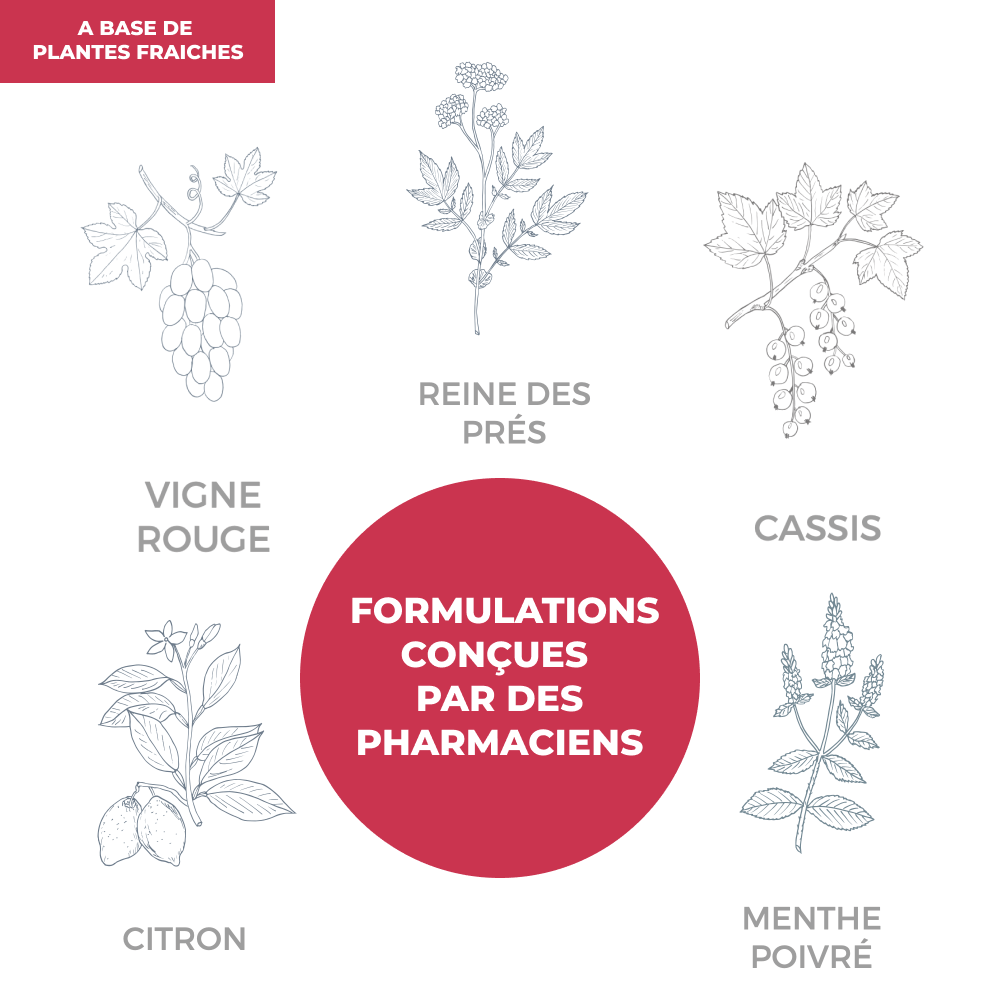 Tisane - Circulation - Officine Immortelle