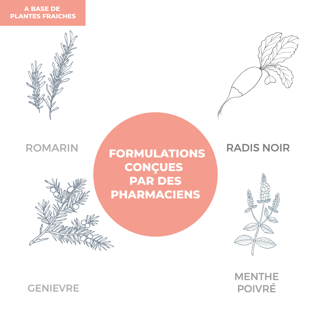 Tisane - Détox - Officine Immortelle